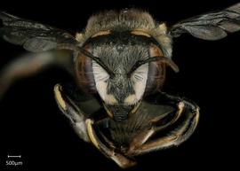   Anthidium maculifrons nbsp;female face, photo: Jeni Sidwell 

